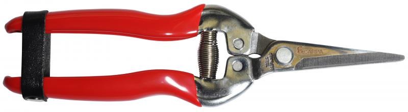 TIJERA CARPA LIMPIA UVAS # 02K18 - 18 CMS.
